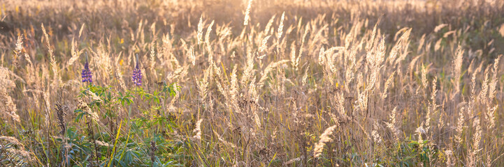 Obraz premium Prairie landscape with grasses, meadows vintage toning autumn banner.