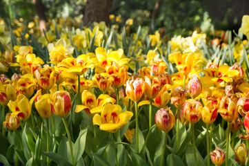 Obraz premium Beautiful flower bed of yellow and red tulips. Nature. Background.