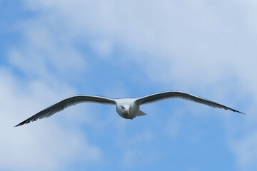 Heranfliegende M&ouml;ve vor blauem Himmel mit wei&szlig;en Wolken - Stockfoto