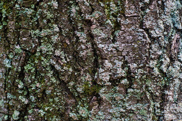 dry tree bark texture backdrop nature concept