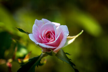 pink rose on a tree