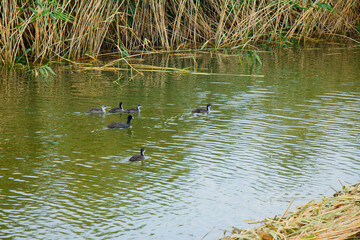 A flock of wild ducks swims through labor.