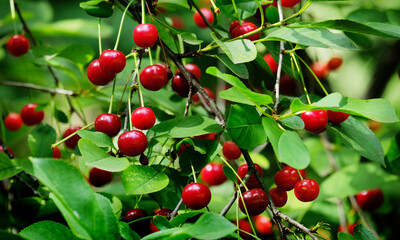 Cherry ripens