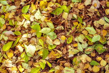 Natural texture of yellow autumn fallen leaves.