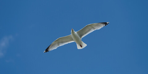 M&ouml;ve in der Luft vor stahlblauem Himmel - Stockfoto