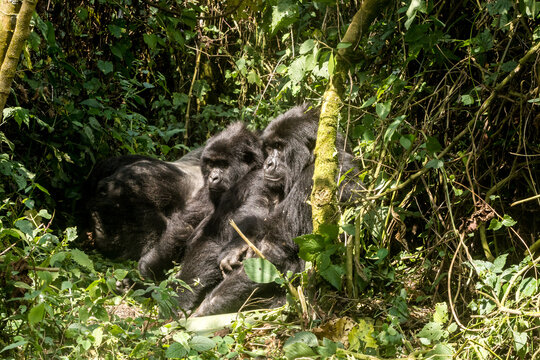 Gorillas In Virunga National Park, R.D. Congo