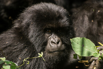 Gorillas in Virunga National Park, R.D. Congo
