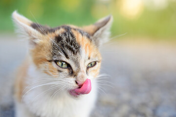 Cute kitty with light eyes with tongue wiping face