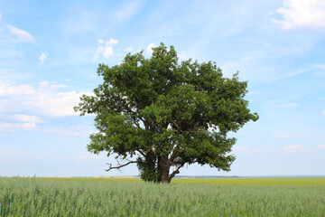 Fototapeta premium Beautiful large lonely oak tree in the field. Close-up. Background. Landscape.