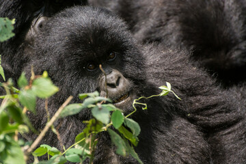Gorillas in Virunga National Park, R.D. Congo