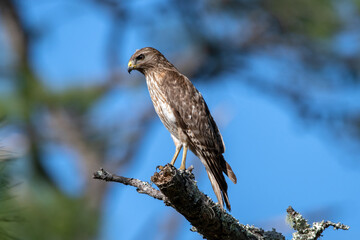 A red shouldered hawk perched in a tree while hunting