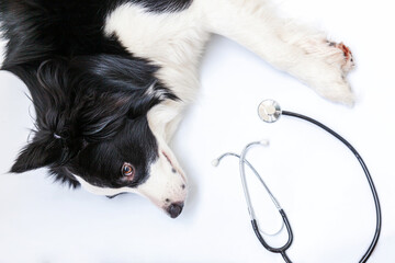 Puppy dog border collie and stethoscope isolated on white background. Little dog on reception at veterinary doctor in vet clinic. Pet health care and animals concept.