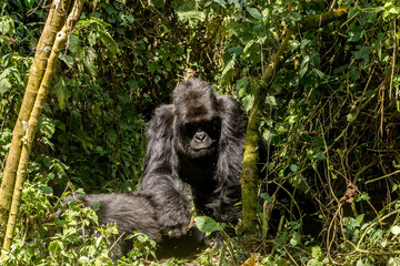 Gorillas in Virunga National Park, R.D. Congo