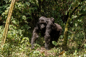 Gorillas in Virunga National Park, R.D. Congo