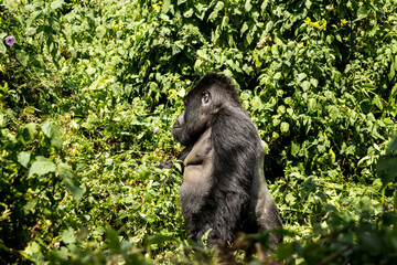 Gorillas in Virunga National Park, R.D. Congo