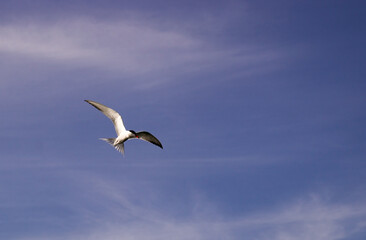 A seagull, flying over blue sky with clouds