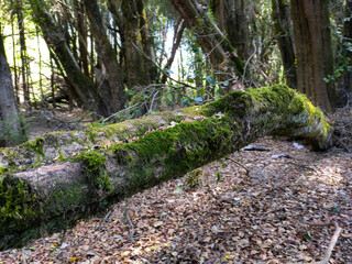 Wonderful Lago Puelo, Province of Chubut. Argentina