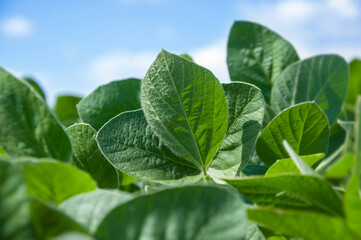 Green leaves of a young green soybean plant on a background of blue sky with clouds. Agricultural plant during active growth and flowering in the field. Selective focus.