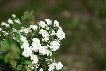 white flowers on a tree branch, leaves and lilacs on a green background.