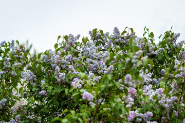 Lilac branches, flowers on the branches. Green background.