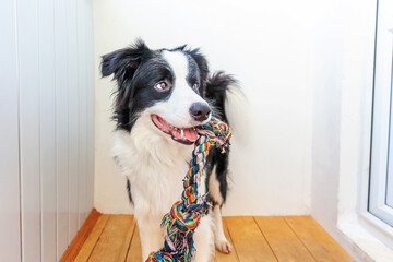 Funny portrait of cute smiling puppy dog border collie holding colourful rope toy in mouth. New lovely member of family little dog at home playing with owner. Pet care and animals concept.