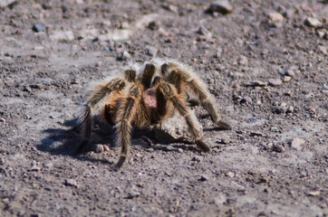 Araña peluda escapa en el cerro