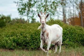 Naklejka na ściany i meble White goat in the meadow, against the backdrop of vegetation. Copy space.