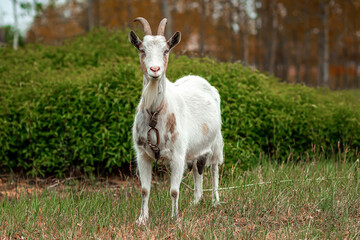 White goat in the meadow, against the backdrop of vegetation. Copy space.