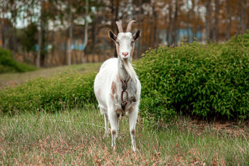 White goat in the meadow, against the backdrop of vegetation. Copy space.