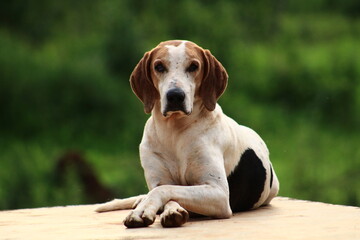 Cachorro de vigia na área externa.