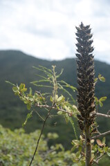 Vriesea Bromeliads from brazilian cerrado (family Bromeliaceae) at nature