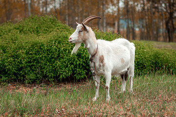 White goat in the meadow, against the backdrop of vegetation. Copy space.