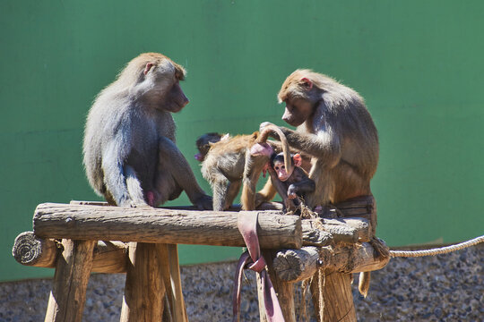 familia de monos en el zool&oacute;gico