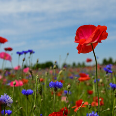 Field of red and pink poppies, blue cornflower