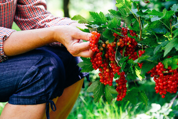 Farmer picking ripe red currant berries. Close-up view.