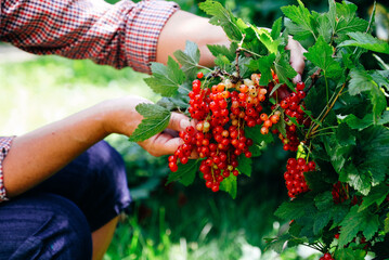 Farmer picking ripe red currant berries. Close-up view.