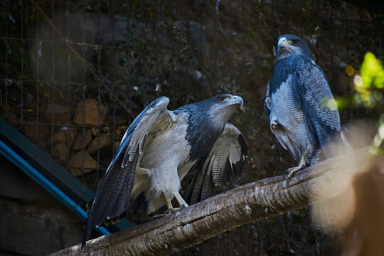 Pareja de halcones posados sobre un tronco