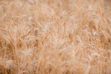 mature wheat ears in summer, close-up. Harvesting