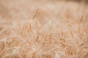 Fototapeta premium mature wheat ears in summer, close-up. Harvesting