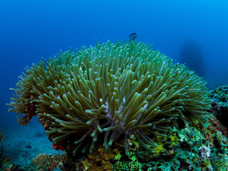 Colorful coral reef, underwater photo, Philippines. - obrazy, fototapety, plakaty