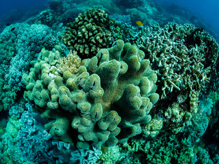 Colorful coral reef, underwater photo, Philippines.