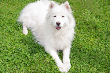 Samoyed - beautiful breed Siberian white dog. White Samoyed dog in the garden on the green grass. 