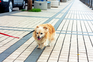 Ginger tired senior dog takes a walk on the seafront. Senior animal concept. Selective focus.