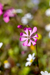 Obraz na płótnie Canvas Tender, pink plant (Silene dioica) close-up