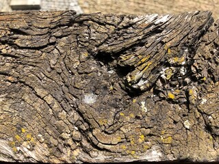 old tree bark, texture photo background