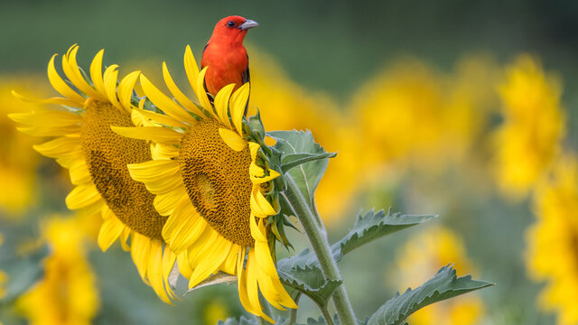 Scarlet tanager bird on a sunflower