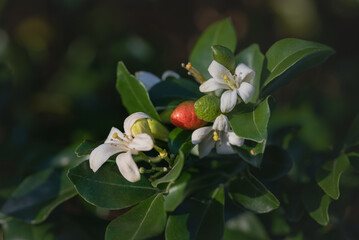 Close-up of white Murraya flowers and fruits