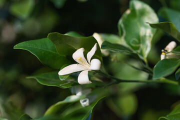 Close-up of white Murraya flower
