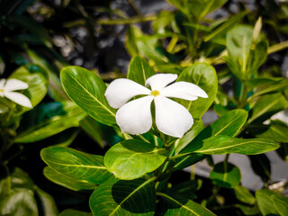 white frangipani flower
