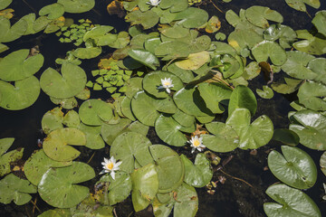European white water lily (Nymphaea alba) in Danube river canal on the Vilkovo city © Andriy Nekrasov